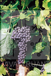Foto di un grappolo d'uva di Lambrusco Marani R2